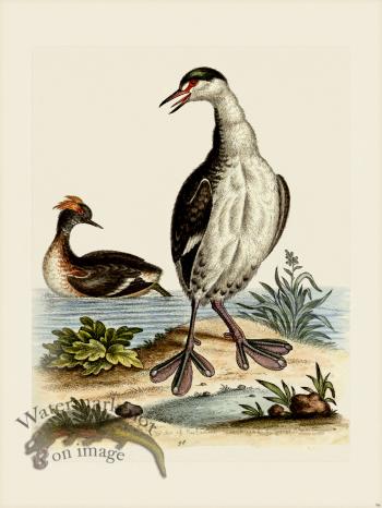 Edwards 096 Black and White Dobchick